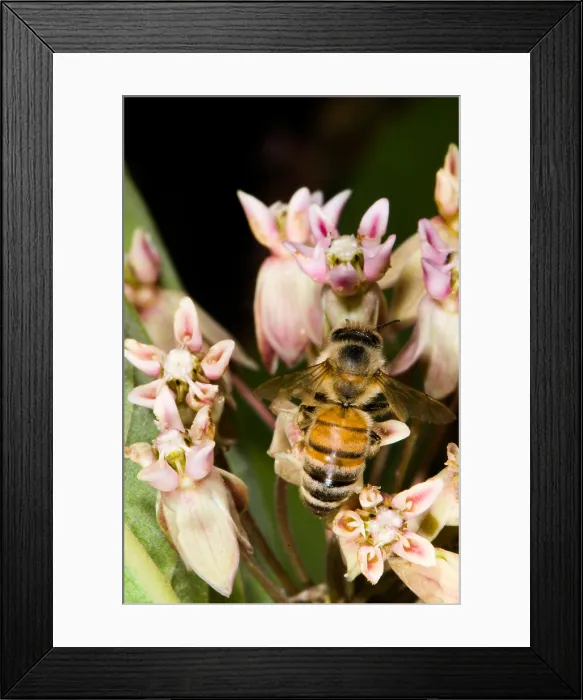 Framed Print : Honeybee on Milkweed Framed Print : Honeybee on Milkweed
