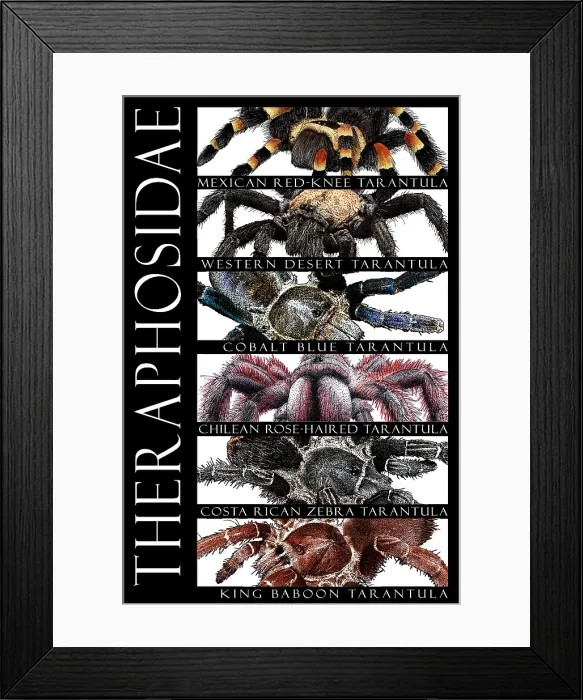 Framed Print : Tarantulas of the World Framed Print : Tarantulas of the World