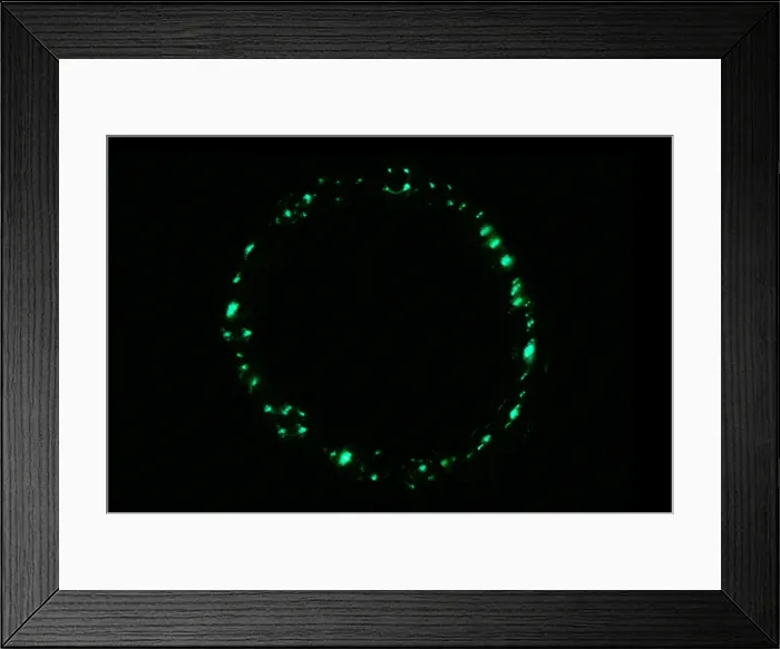 Framed Print : Deep-Water Bioluminescent Jellyfish