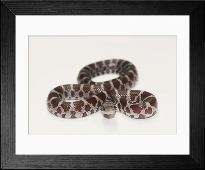Framed Print : Milk Snake, Lampropeltis triangulum Framed Print : Milk Snake, Lampropeltis triangulum