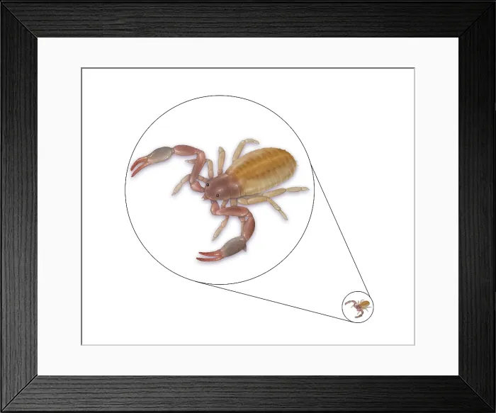 Framed Print : Pseudoscorpion (False Scorpion) Framed Print : Pseudoscorpion (False Scorpion)