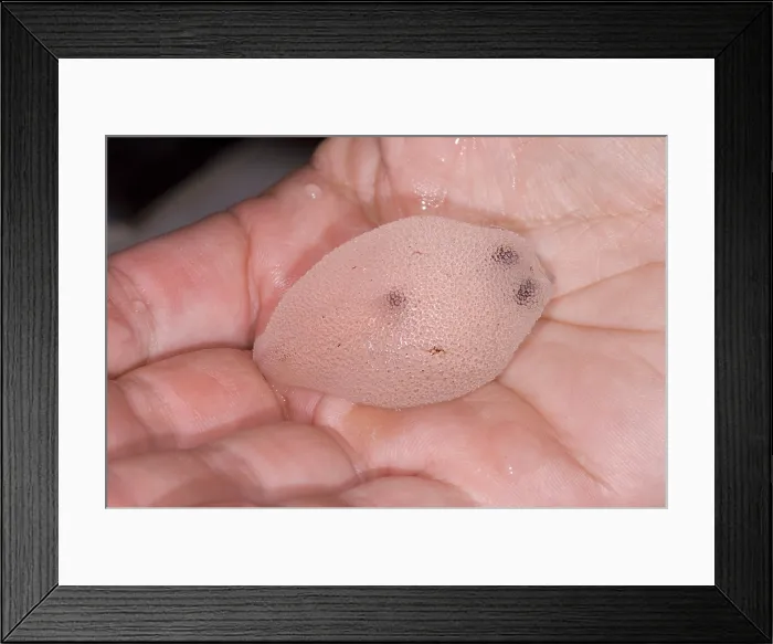 Framed Print : Cranchia Scabra Framed Print : Cranchia Scabra