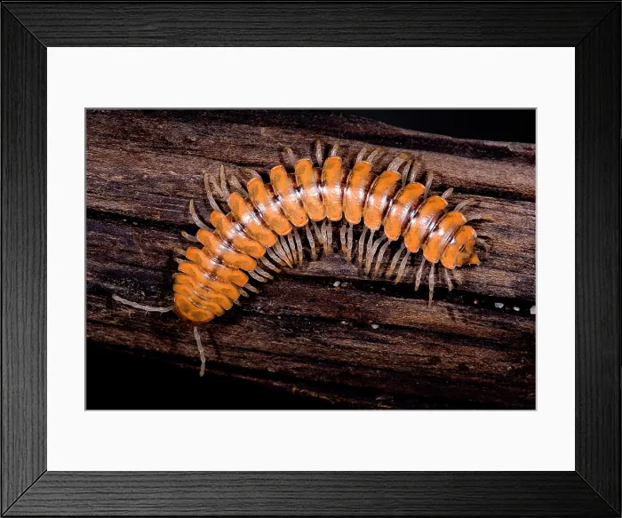 Framed Print : Bioluminescent Millipede Framed Print : Bioluminescent Millipede