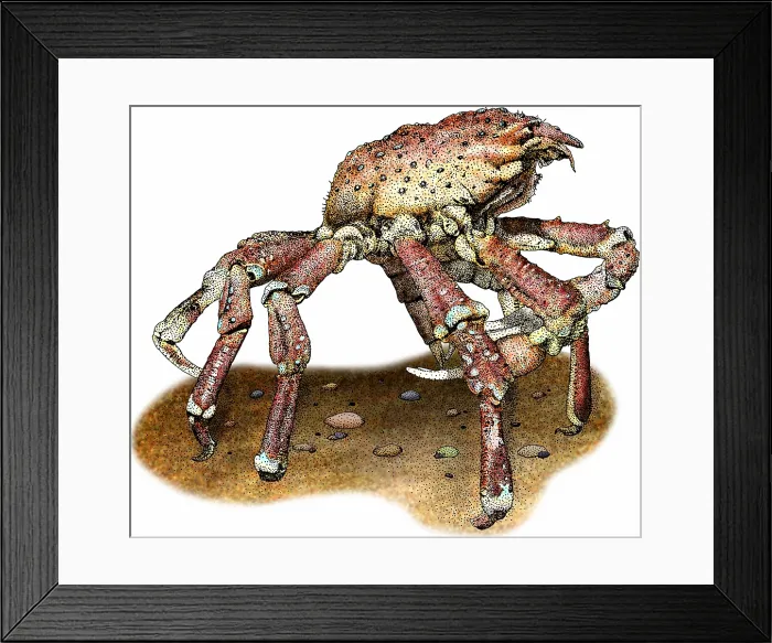 Framed Print : Sheep crab Framed Print : Sheep crab