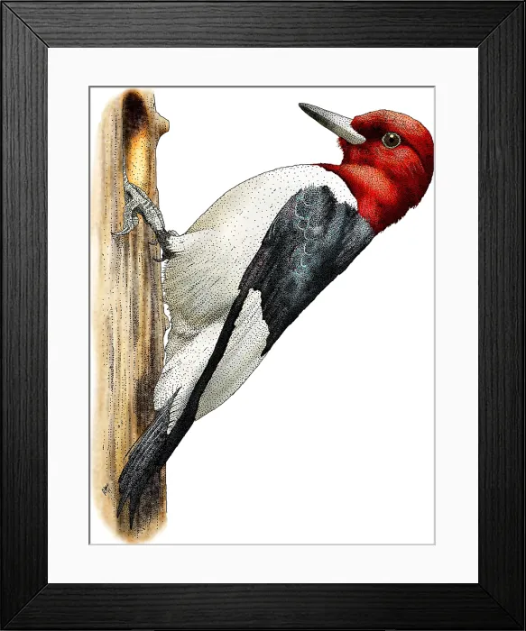 Framed Print : Red-headed Woodpecker Framed Print : Red-headed Woodpecker