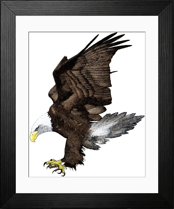 Framed Print : Bald Eagle Framed Print : Bald Eagle