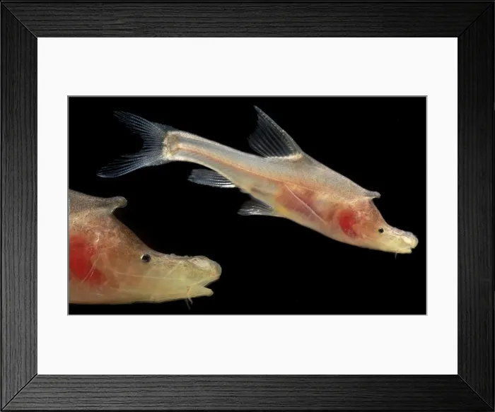 Framed Print : Rhinoceros Golden-line Barbel (Sinocyclocheilus rhinocerous) Framed Print : Rhinoceros Golden-line Barbel (Sinocyclocheilus rhinocerous)