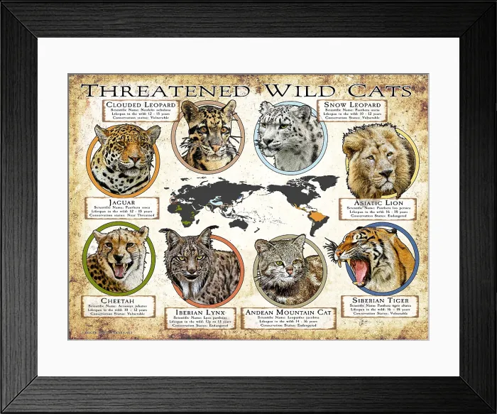 Framed Print : Threatened Wild Cats Framed Print : Threatened Wild Cats