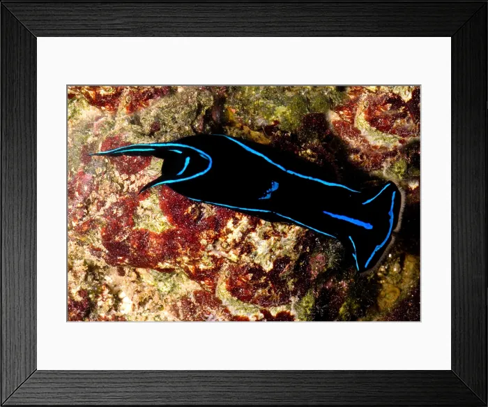 Framed Print : Velvet Sea Slug Framed Print : Velvet Sea Slug