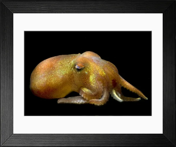 Framed Print : Stubby Squid Framed Print : Stubby Squid