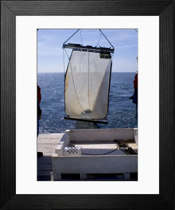 Framed Print : Trawling for marine life