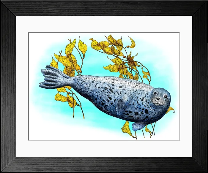Framed Print : Common Harbor Seal Framed Print : Common Harbor Seal