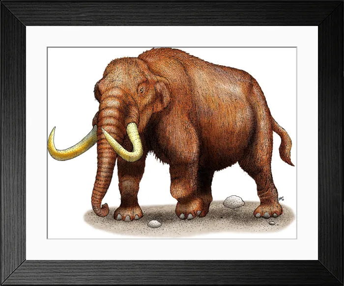 Framed Print : Mastodon. Illustration of a mastodon (Mammut americanum) Framed Print : Mastodon. Illustration of a mastodon (Mammut americanum)