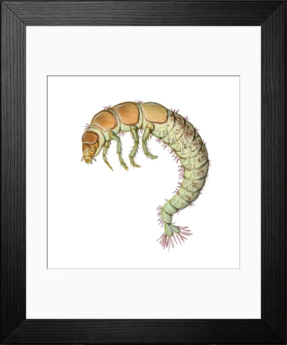 Framed Print : Caddisfly Larva Framed Print : Caddisfly Larva