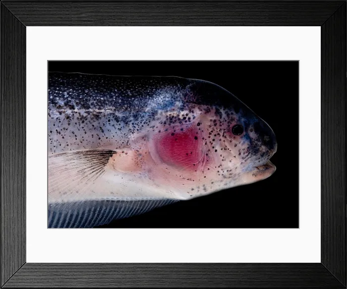 Framed Print : Vampire Knife Fish Framed Print : Vampire Knife Fish