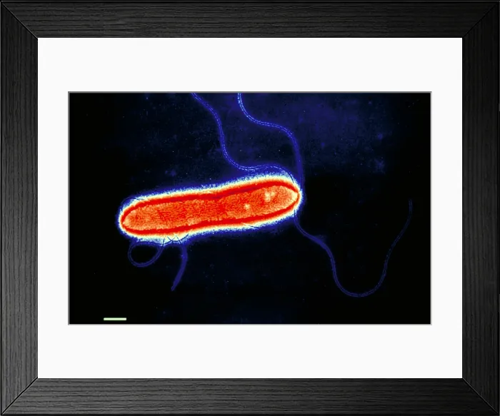 Framed Print : Pseudomonas cepacea Framed Print : Pseudomonas cepacea