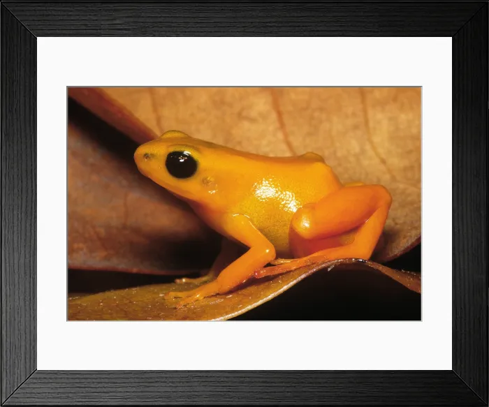 Framed Print : Golden Mantella Frog (Mantella aurantiaca) Framed Print : Golden Mantella Frog (Mantella aurantiaca)