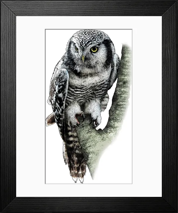 Framed Print : Northern Hawk Owl Framed Print : Northern Hawk Owl