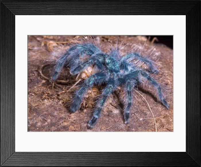 Framed Print : Antilles Pinktoe Tarantula Framed Print : Antilles Pinktoe Tarantula