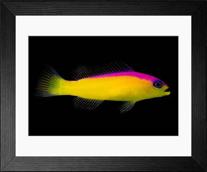 Framed Print : Diadema Dottyback Framed Print : Diadema Dottyback