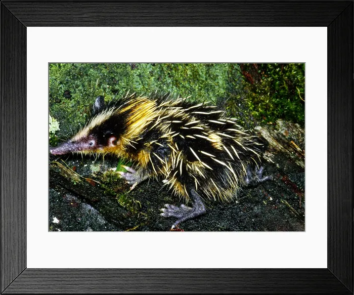 Framed Print : Tenrec (Hemicentetes semispinosus), Madagascar Framed Print : Tenrec (Hemicentetes semispinosus), Madagascar