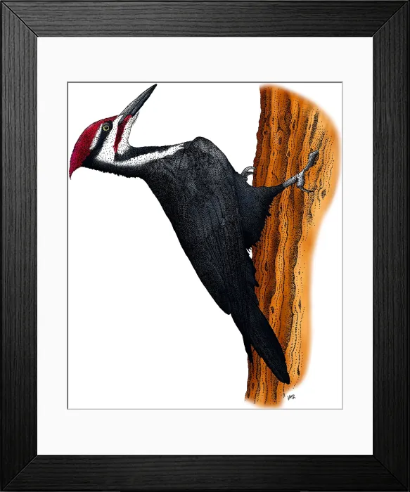 Framed Print : Pileated Woodpecker Framed Print : Pileated Woodpecker
