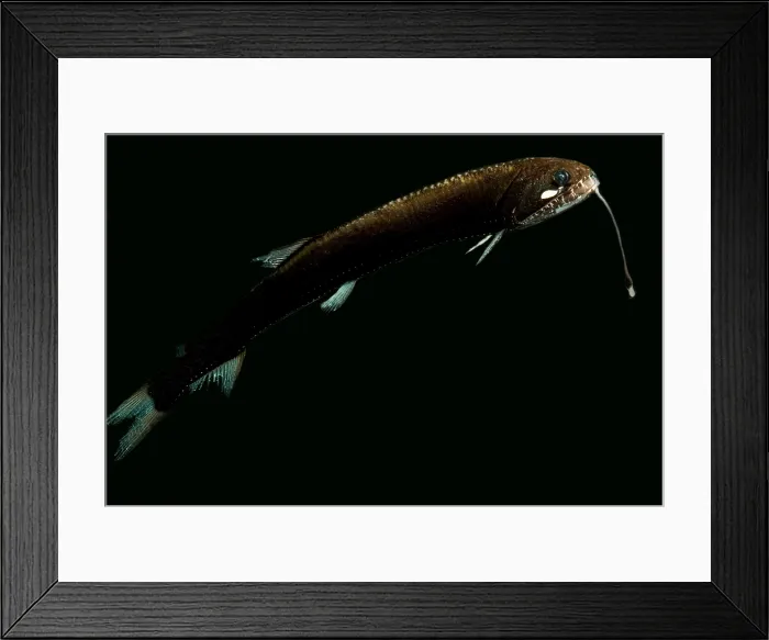 Framed Print : Sickle Snaggletooth Framed Print : Sickle Snaggletooth