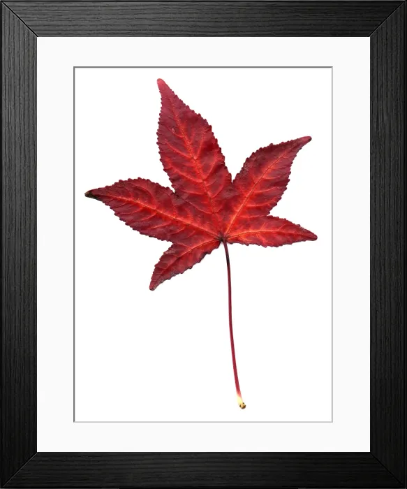 Framed Print : Sweetgum Leaf