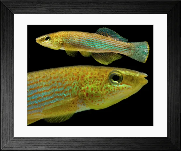 Framed Print : Northern Studfish (Fundulus catenatus)