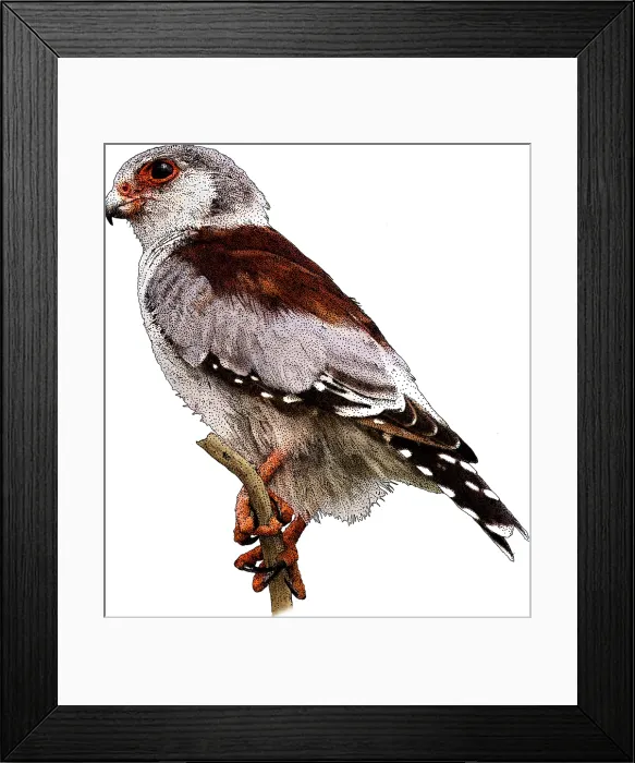Framed Print : Pygmy falcon Framed Print : Pygmy falcon