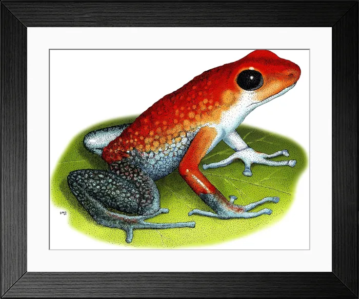 Framed Print : Granular Poison Dart Frog Framed Print : Granular Poison Dart Frog