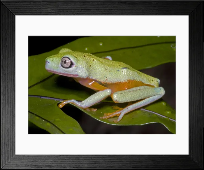 Framed Print : Tree Frog. Hylomantis lemur, the white eyed leaf frog, is a critically threatened species Framed Print : Tree Frog. Hylomantis lemur, the white eyed leaf frog, is a critically threatened species