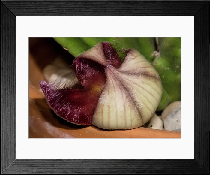 Framed Print : Carrion flower (Stapelia hirsuta)