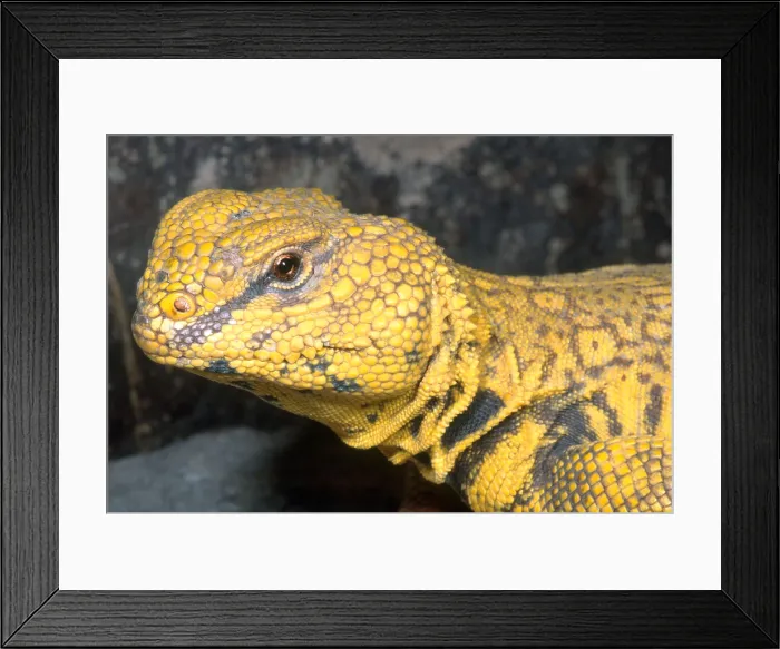 Framed Print : Saharan Uromastyx Framed Print : Saharan Uromastyx