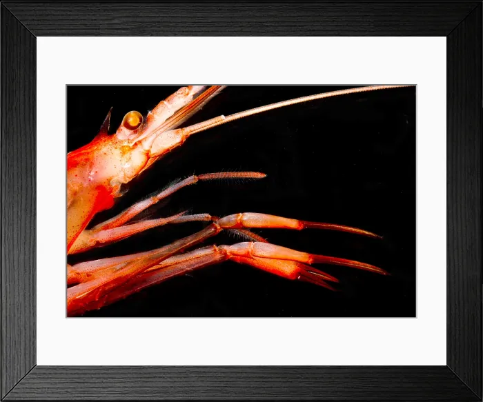 Framed Print : Mesopelagic Crustacean (Pasiphae princeps) Framed Print : Mesopelagic Crustacean (Pasiphae princeps)