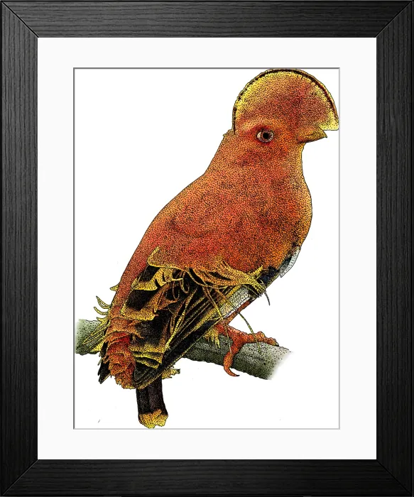 Framed Print : Guianan Cock-of-the-rock, Illustration Framed Print : Guianan Cock-of-the-rock, Illustration