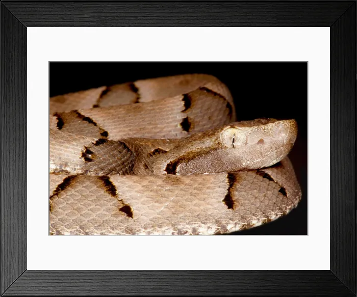 Framed Print : Juvenile Brazilian Lancehead