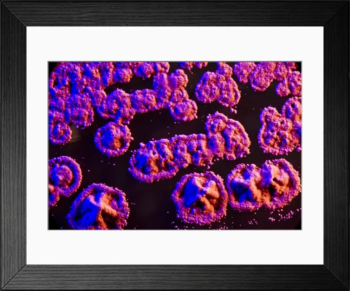 Framed Print : Marine Actinomycetes Framed Print : Marine Actinomycetes