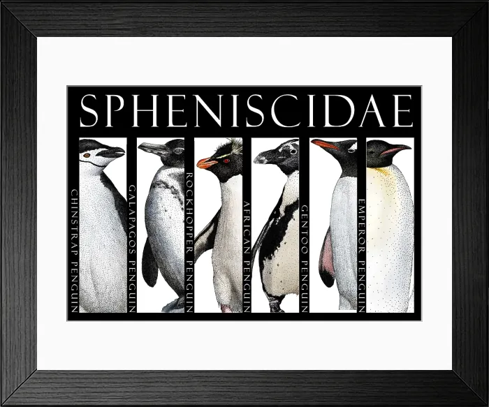 Framed Print : Penguins of the World Framed Print : Penguins of the World