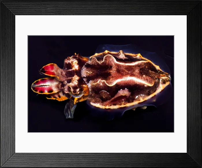 Framed Print : Flamboyant Cuttlefish Framed Print : Flamboyant Cuttlefish