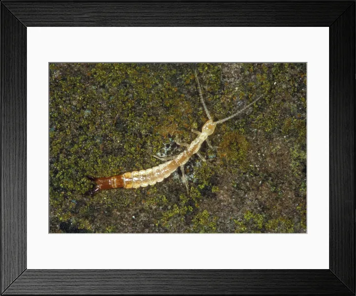 Framed Print : Japygid Cave Dipluran Framed Print : Japygid Cave Dipluran