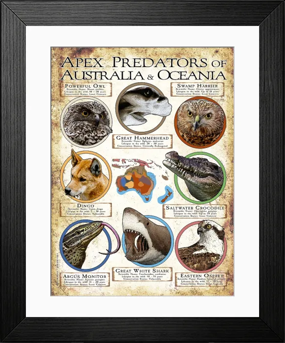 Framed Print : Apex Predators of Australia & Oceania Framed Print : Apex Predators of Australia & Oceania