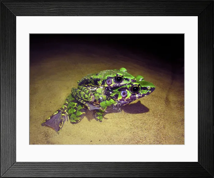 Framed Print : Wuchuan Odorous Frog (Odorrana wuchuanensis)