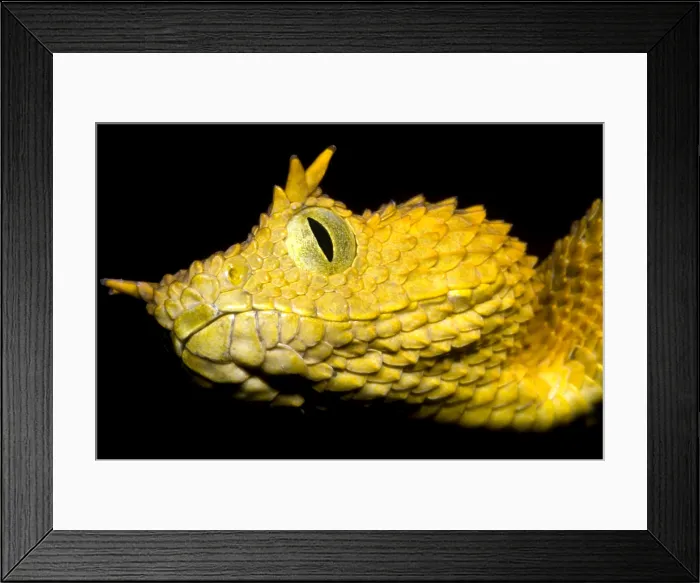 Framed Print : Usambara Eyelash Bush Viper Framed Print : Usambara Eyelash Bush Viper