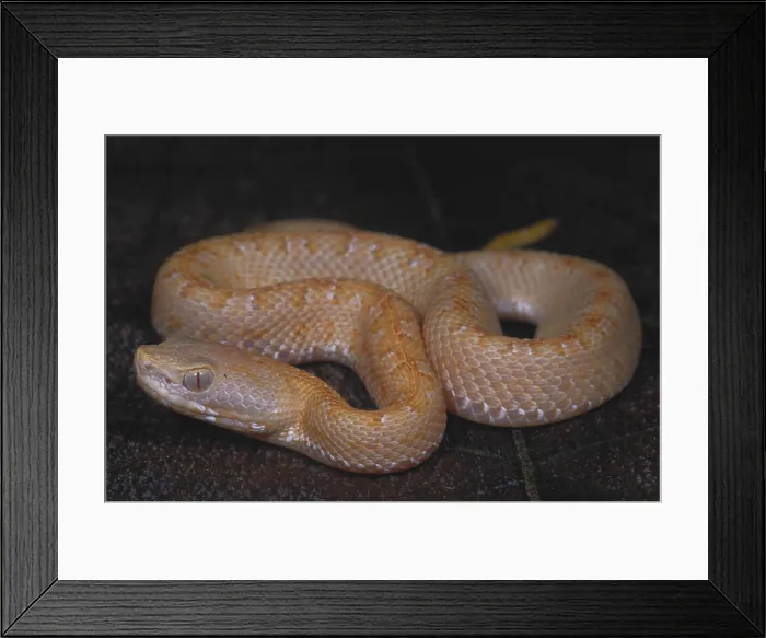 Framed Print : Albino Slender Hognosed Pitviper Framed Print : Albino Slender Hognosed Pitviper