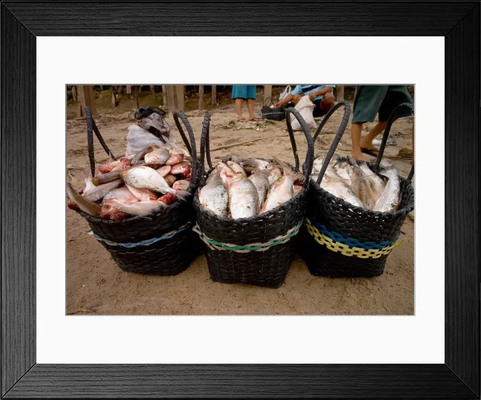 Framed Print : Amazon Fishery Framed Print : Amazon Fishery