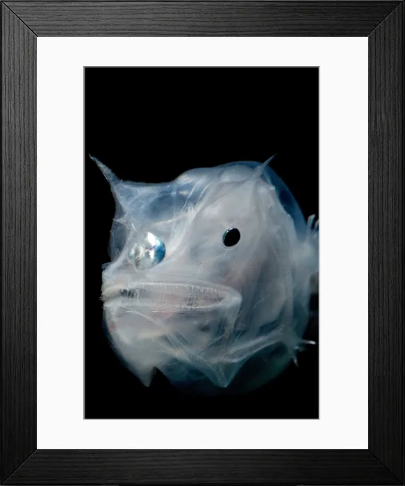 Framed Print : Phantom Anglerfish Framed Print : Phantom Anglerfish
