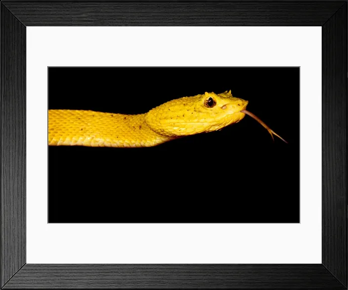 Framed Print : Eyelash Palm Pitviper Framed Print : Eyelash Palm Pitviper