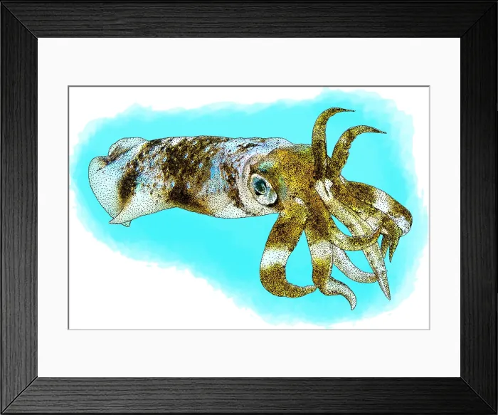 Framed Print : Bigfin reef squid