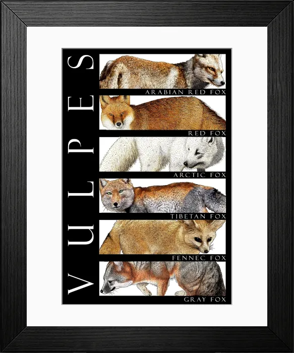 Framed Print : Foxes of the World Framed Print : Foxes of the World